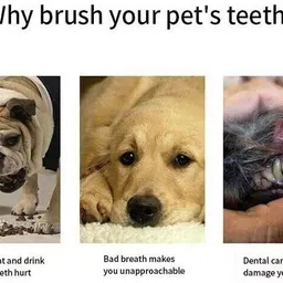 regiis Grooming Tool ( Set of 2 ) Toothbrush + Grinder Nail Clipper image 2