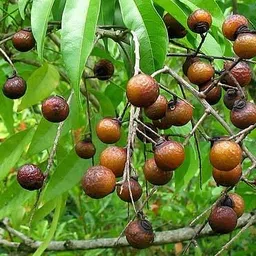 jkb traders Ayurveda Dried Reetha nuts/whole/Soapnuts for Hair, 100% Natural (Raw form)300GR image 3