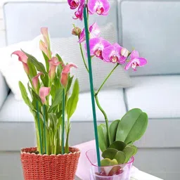 Garden Plant Support Sticks, L-2ft, Dia 0.4 inch/10mm Pack Of-30 Pcs Garden Mulch-image-13