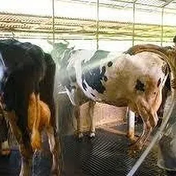 haryana jindal Black Cow Mat With Extra Premium Quality Made From pure Rubber Hygienic Cow, Dog, Hamster, Guinea Pig, Miniature Pig Pet Mat-picture-14