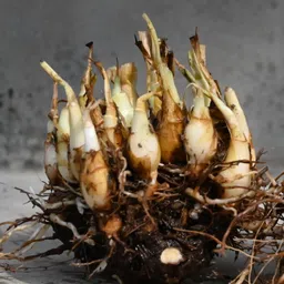 bjubas Tuberose/Rajanigandha flower seeds pack of 44 Seed image 2