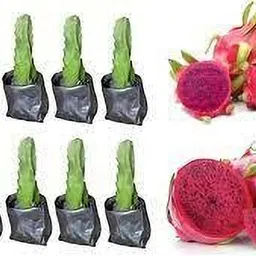 dishita go green Dragon Tree-picture-20