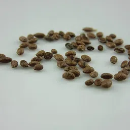bdsresolve kiwi fruit seeds/kiwi seed 6 Seed image 3