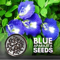 seedkart nilkantha flower seeds Aprajita FULL SEEDS Seed image 3