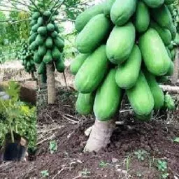 alogardening Papaya seeds red lady 786 taiwan Seed image 3