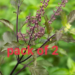 Basil Plant-image-6