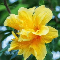 rita enterprise Hibiscus Plant image 4