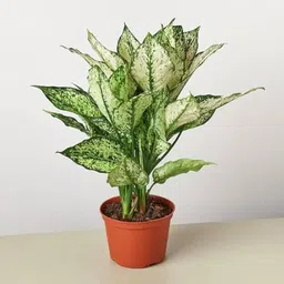 firesplash Chinese Evergreen Plant image 1
