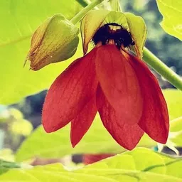 lifelex Ulat kambal Herbal Seeds, Devil's Cotton, Bon kopashi, Abroma Augusta Seed image 2