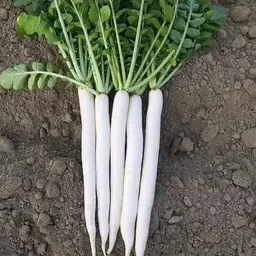 lpr MULI ,WHITE RADISH Seed-picture-23