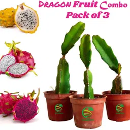 fsk Dragon Tree-picture-11