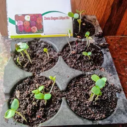 seedsilk store Zinnia Flower Seeds For Terrace Gardening, Winter and Summer Blooms Seed image 3