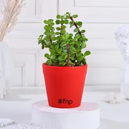 Jade Plant in Red Pot Gift image 1