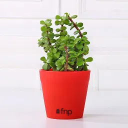 Jade Plant in Red Pot Gift image 2