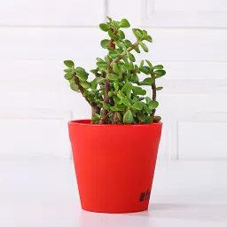 Jade Plant in Red Pot Gift image 3