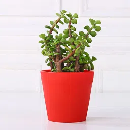 Jade Plant in Red Pot Gift image 4
