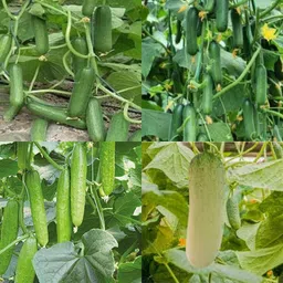 ibains Khera seeds cucumber kakri seeds pack of 21 Seed-picture-41