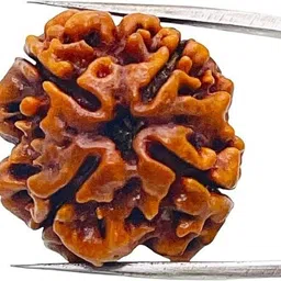 beautum 4 Mukhi Rudraksha Four Face Rudraksha Nepali With Metal Capping Wood Pendant image 3