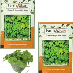 farmgokart |2 PACKETS OF CLOVER SEEDS|Quality Herbs Seeds Pouch|Home Gardening Seed-picture-20