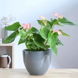 ugaoo Echoing Eternity Grey Ceramic Planter-picture-31
