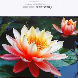 archies Lotus Seasons Greeting Card Pack of 10 Greeting Card image 4
