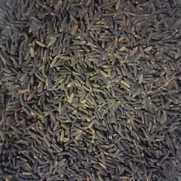 stokiya Black Rice Paddy Seeds (Kala Namak Rice Paddy Seeds) Hybrid 2 kg Seed image 4