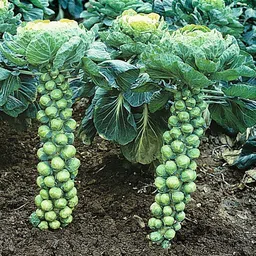 national gardens Catskill Brussel Sprouts Vegetable Seeds Seed-picture-27