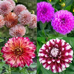 ibains Dahlia flower seeds big flower pack of 25 Seed-picture-21