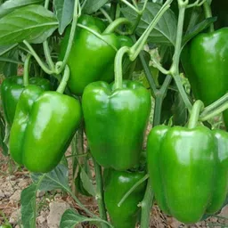 Green Capsicum Vegetable Seed-image-3