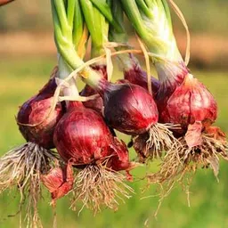 deys agro ™ hybrid NASIK (नाशिक) onion seeds,winter vegetable Seed image 3