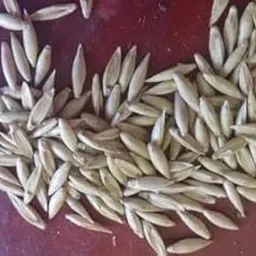bjubas yellow bamboo seeds for planting Seed image 2