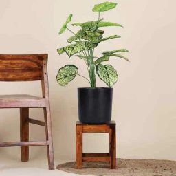 foliyaj Green Caladium In Black Pot With White Stones Artificial Plant-picture-38