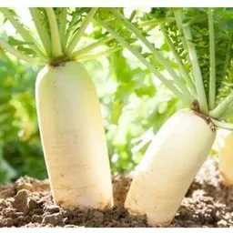 lpr MULI ,WHITE RADISH Seed-picture-28