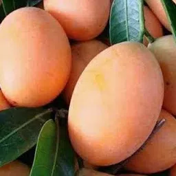 sarthak amrapali grafted Mango Plant image 2