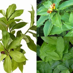 cloud farm Insulin Plant image 2