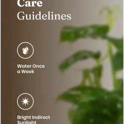 kyari Philodendron Broken Heart Plant With Self Watering Pot- Red image 5