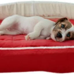 havens dream Dog Bed, Sofas Bed & Chairs Bed S Pet Bed-picture-10