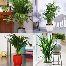 ibains erika seed pack of 23 Seed image 2