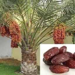 new debnathnursery Cycus Revoluta Plant-picture-13