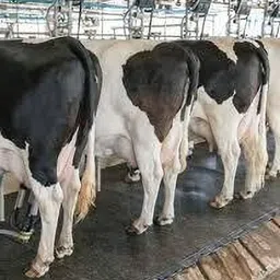 krylon Animal Feeing Rubber Mat BPA Free Rubber Mat for Cow Cow, Dog, Guinea Pig, Hamster, Miniature Pig Pet Mat image 2