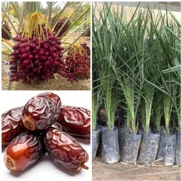 gislenus Succulents Plant-picture-16