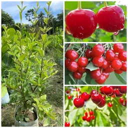cloud farm Cherry Fruit Plant-picture-23