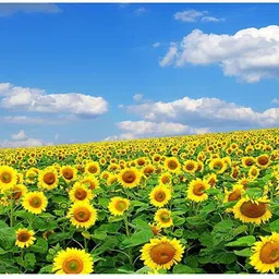 Sunflower Miniature Summer Flower Seed-image-53