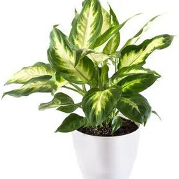 bakuchi Dieffenbachia Plant image 1