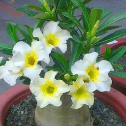 breezy blooms Adenium Plant-picture-22