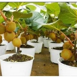 cloud farm Kiwi Plant image 1