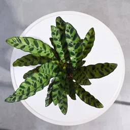 nurseryfriend Calathea Medallion image 5