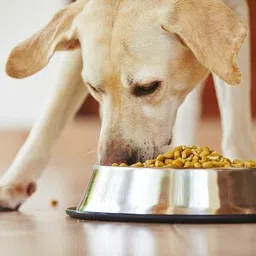 chullbull pet products Combo Of 2 Imported High Quality Dog Need Food Bowl + Nail Clipper Grooming Kit Basic Comb for Dog & Cat, Dog, Monkey, Rabbit, Hamster image 3