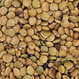 silba Yam Bean Seed, Jicama Seed, Sankalu Seed, Shankalu Bij Seed image 3