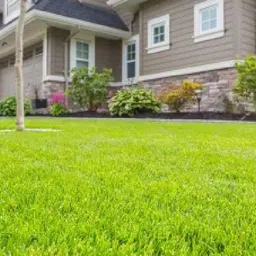 pbevergreen mexican lawn grass seeds/Lawn Grass Seeds 9500 Seed image 3